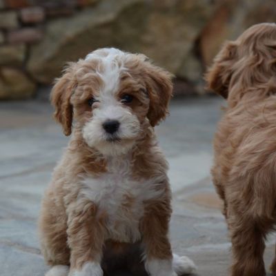 Two Goldendoodle Pups