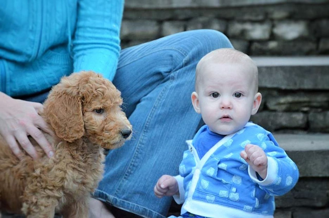 Goldendoodle with Baby Boy