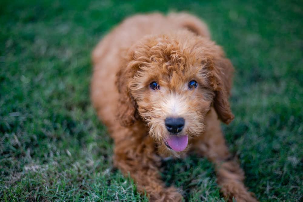Buster the Mini Goldendoodle