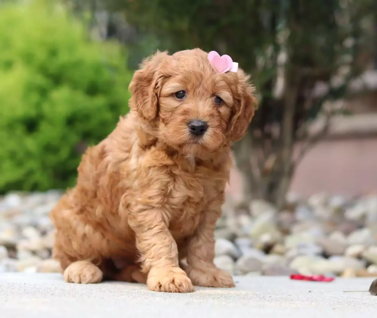 Goldendoodle Puppy - Ivy