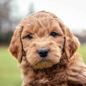 Goldendoodle Puppy - Gage