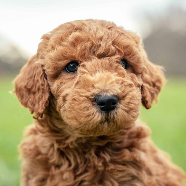 Goldendoodle Puppy - Ginger