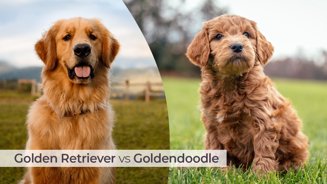 Golden Retriever vs Goldendoodle