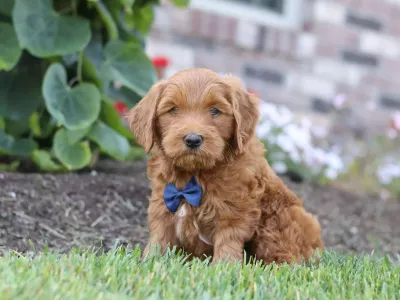 Goldendoodle Puppy - Chester