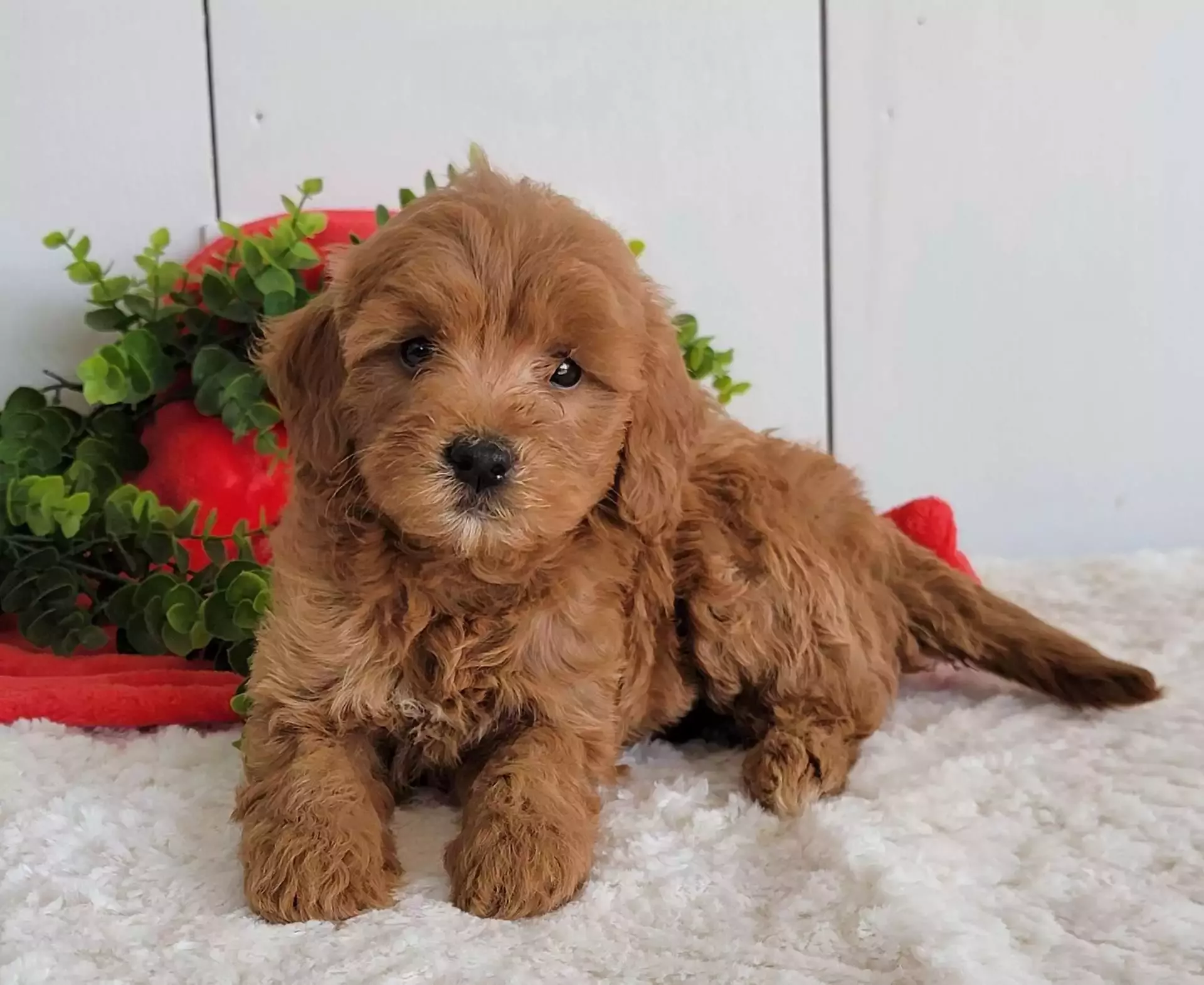 Goldendoodle Puppy - Jacky