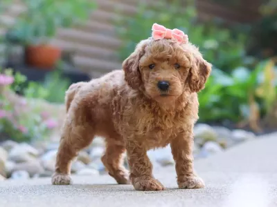 Goldendoodle Puppy - Sunchip