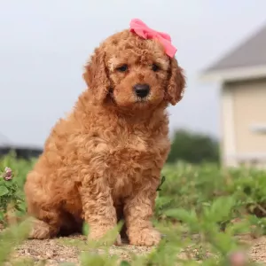 Goldendoodle Puppy - Lovebug
