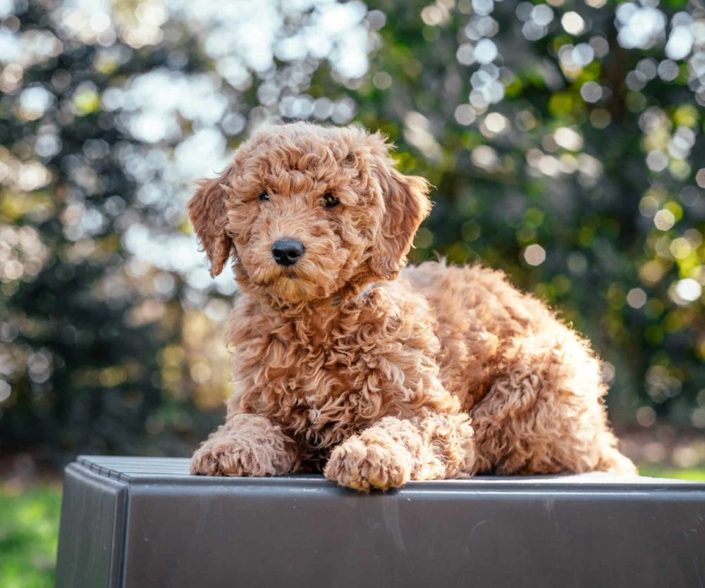 Goldendoodle Puppy - Grover