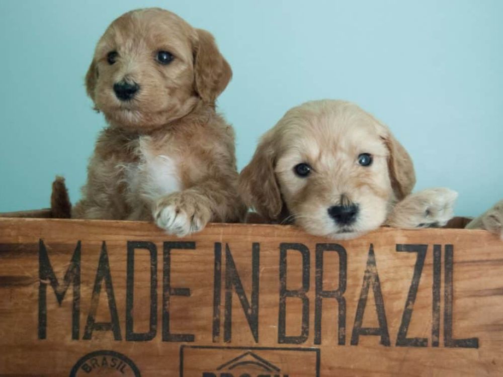 Made in Brazil Goldendoodles-1