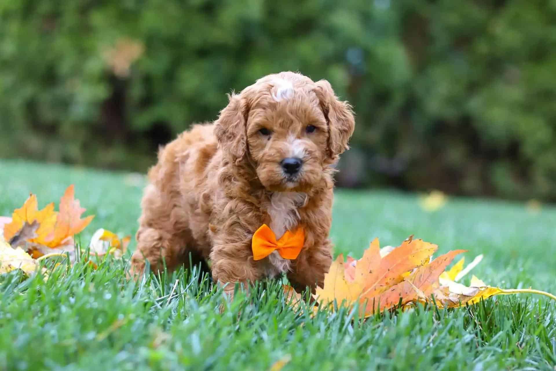 Goldendoodle Temperament
