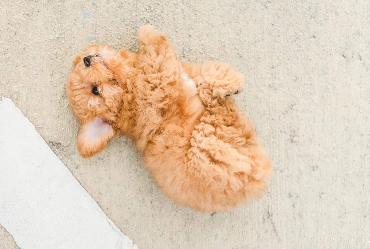 A Teacup Goldendoodle