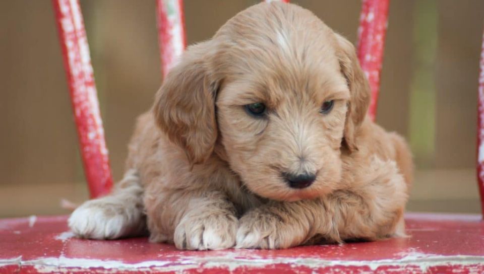Goldendoodle Pup on a Chair