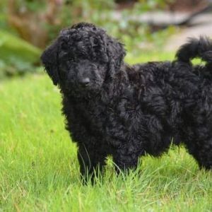 Black Mini Goldendoodle