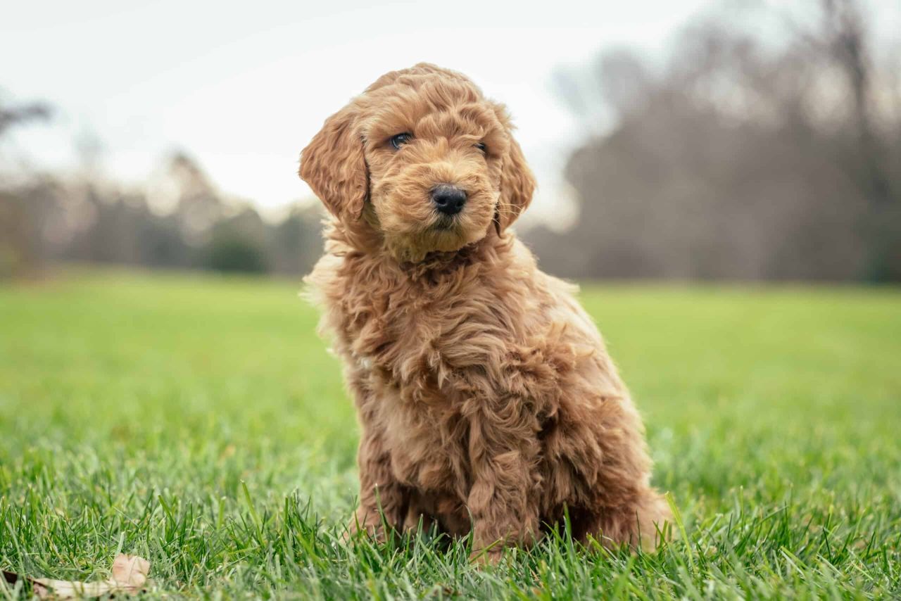 Goldendoodle Puppy - Griffin
