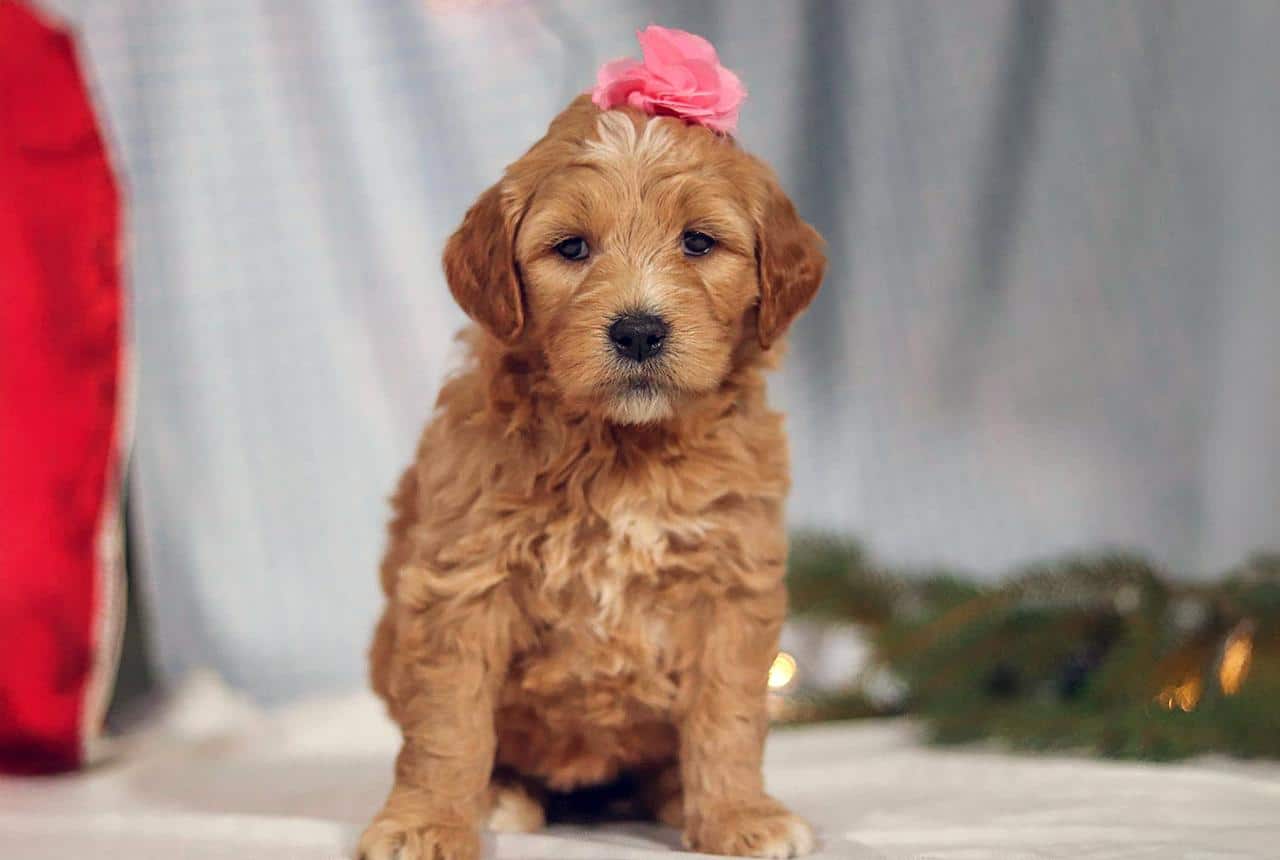 F2 Goldendoodle Puppy with beautiful bow