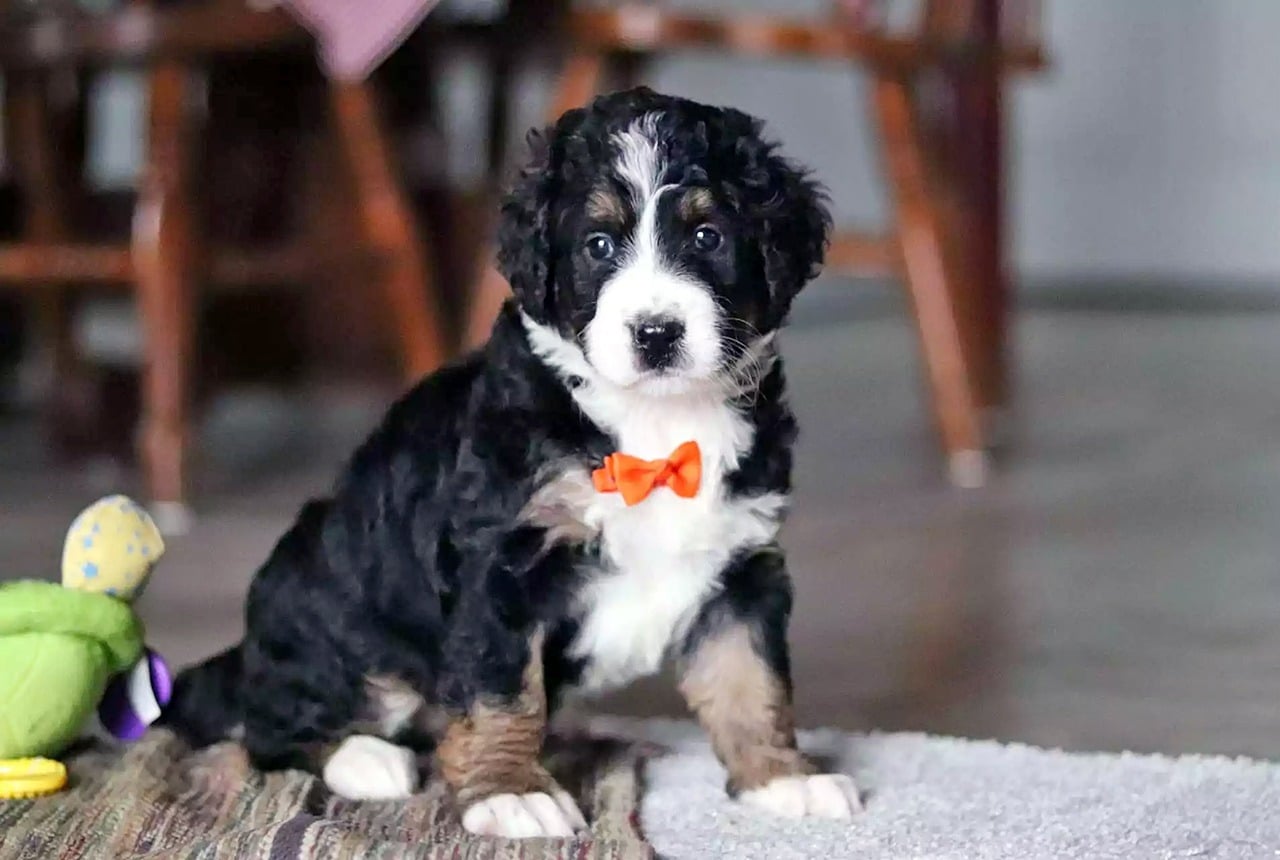 A Bernedoodle dog