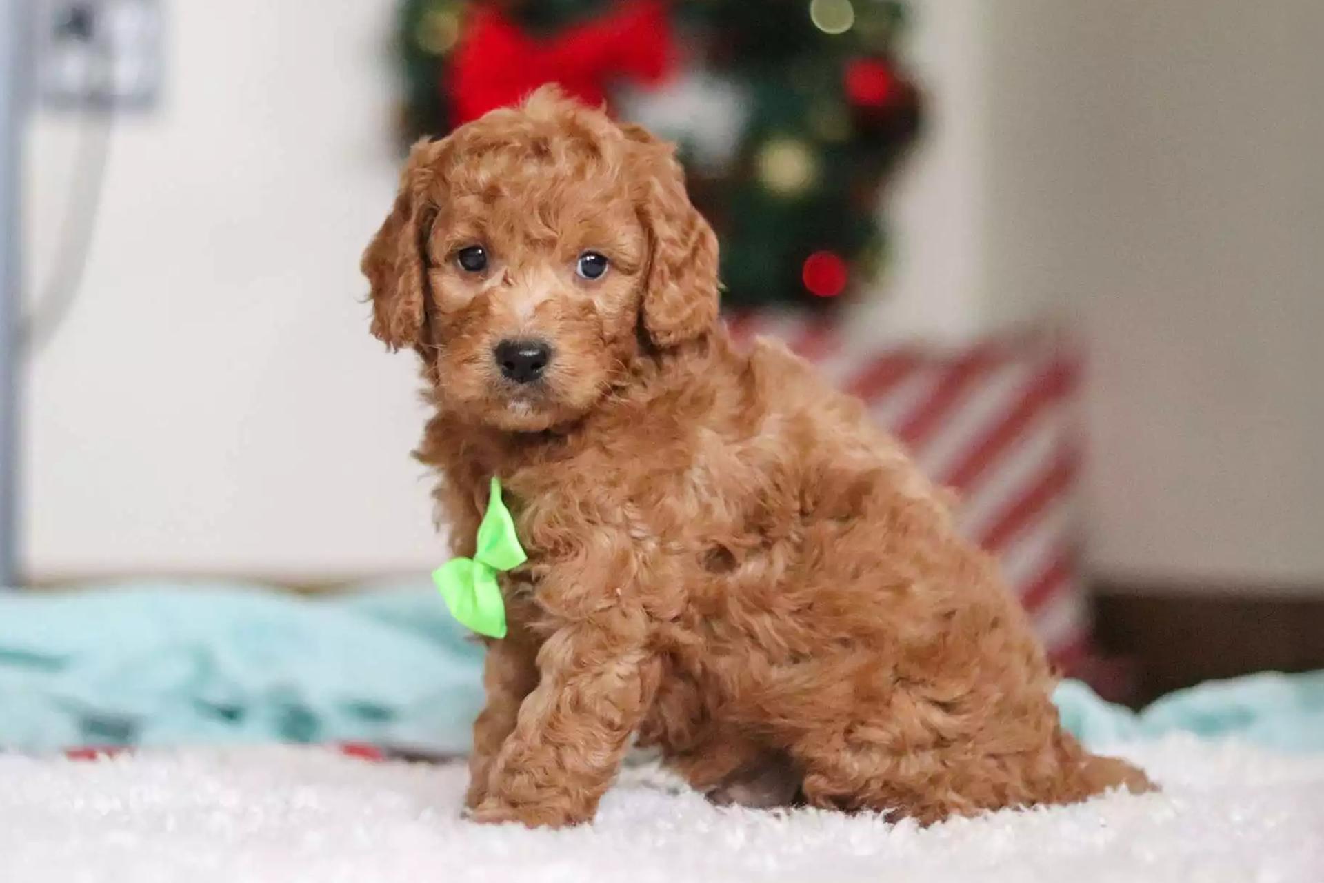 A Cute Goldendoodle Puppy